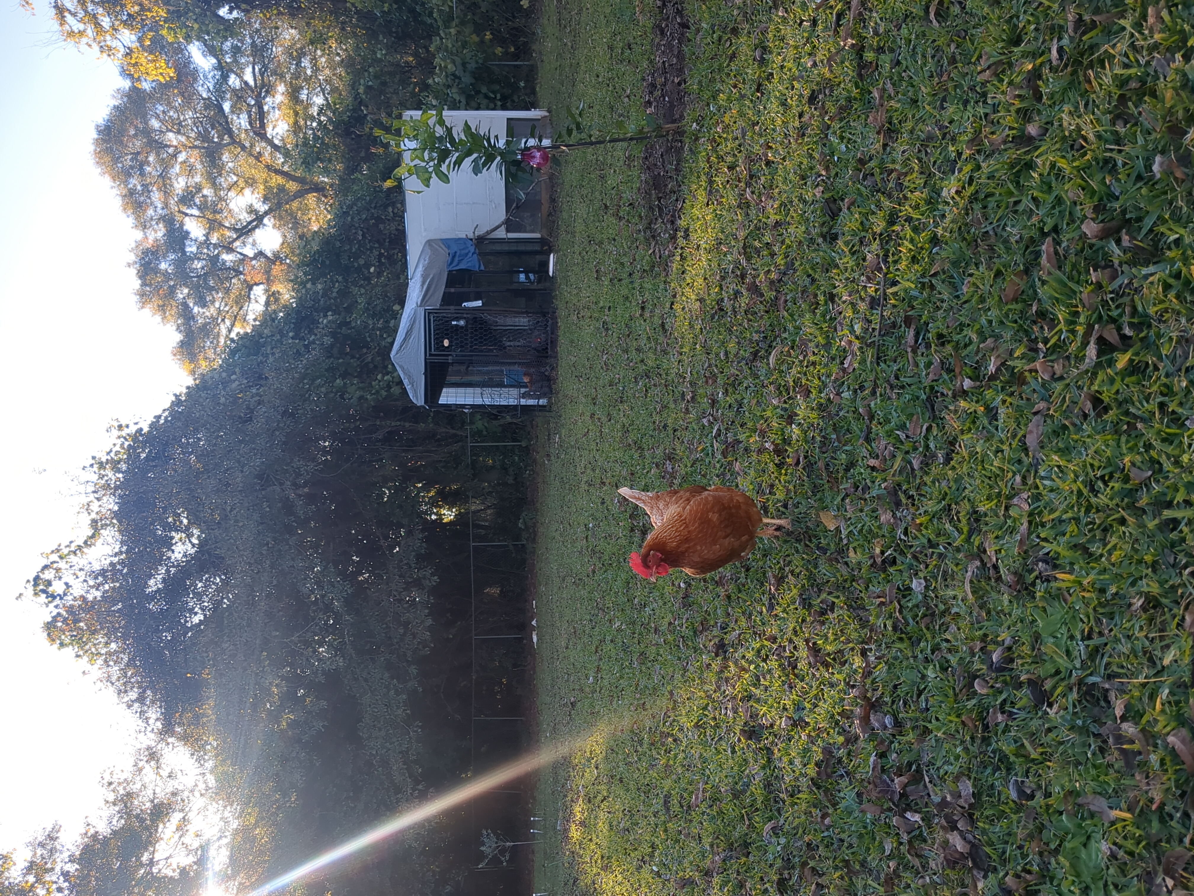 photo of a red chicken