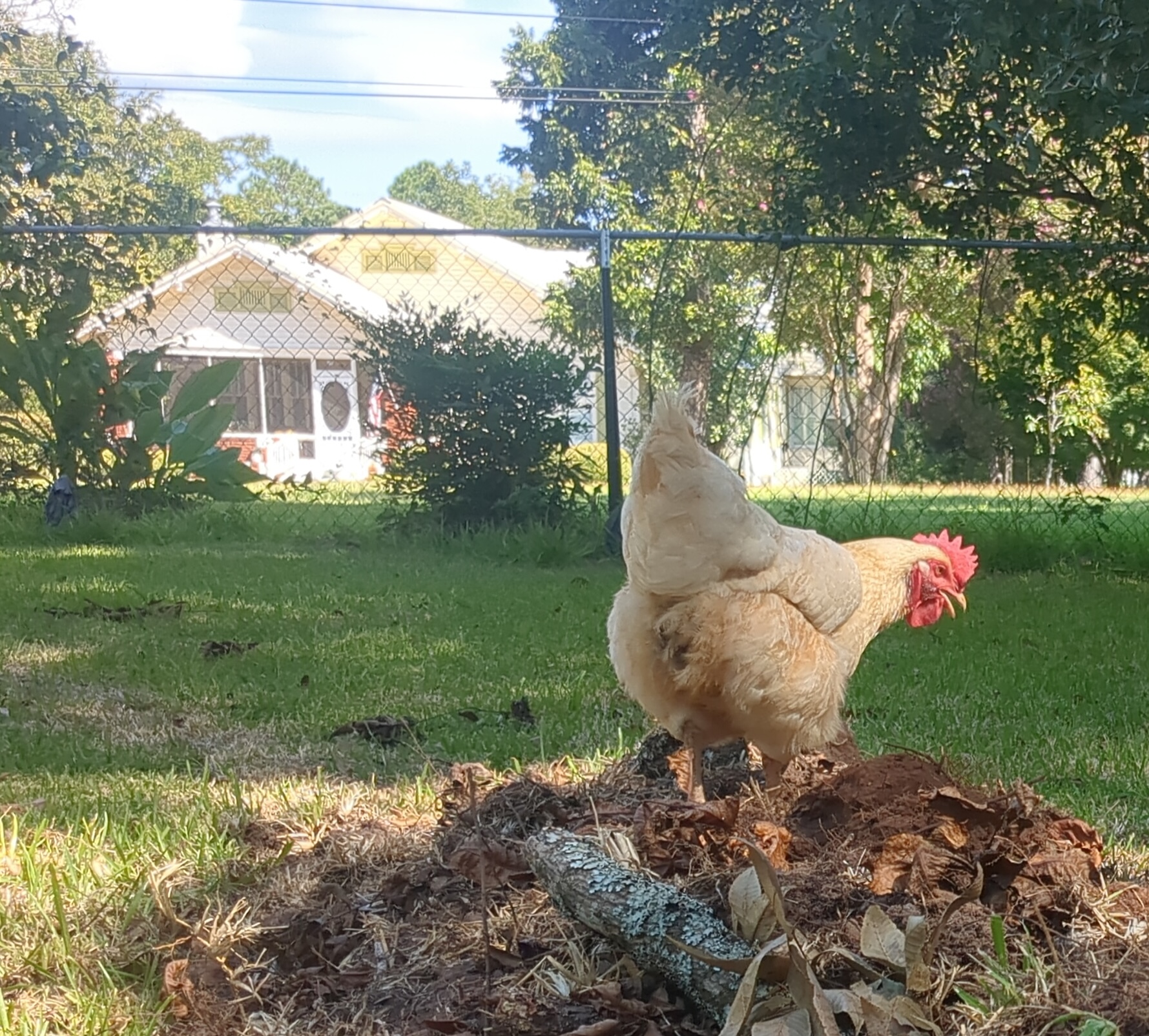 photo of a red chicken