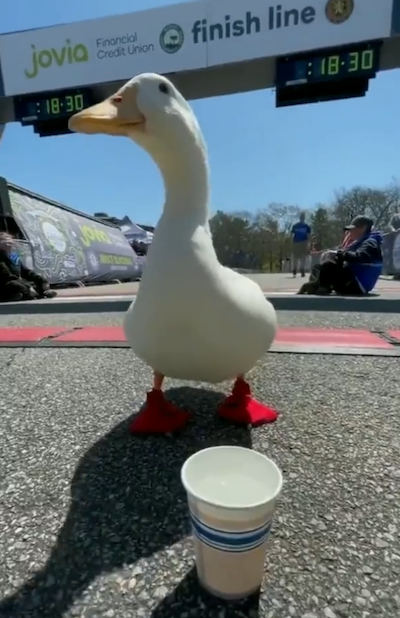 duck at marathon finish line