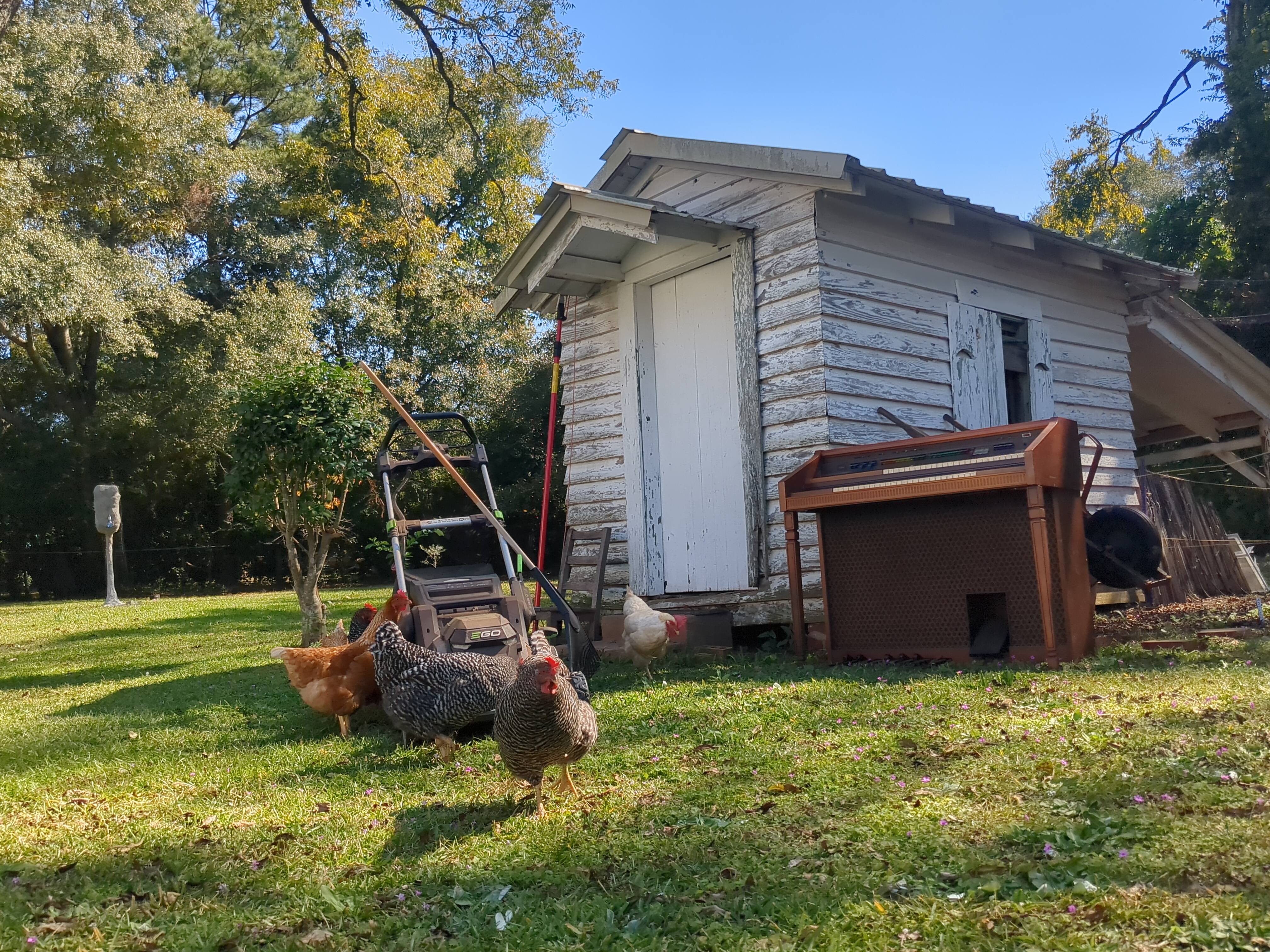 photo of chickens